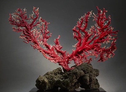 Precious Coral