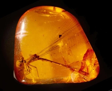 Amber containing Specimen